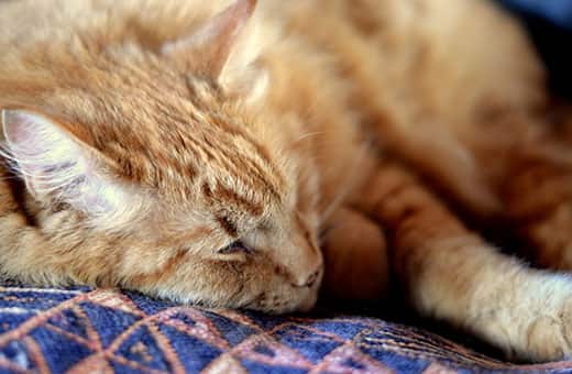 Orange tabby lying down on a blue patterned blanket.