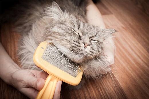 Owner brushing his cat Owner brushing his cat