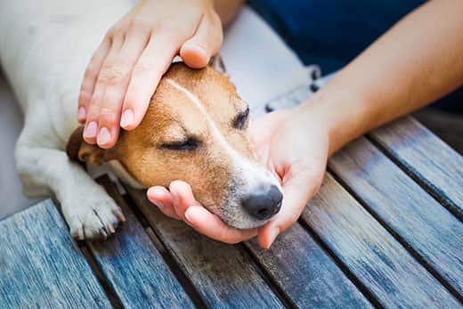 person-holding-jack-russells-head-SW Person holding the head of a Jack Russell terrier lying on a deck.