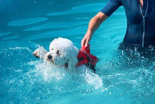 person-holding-white-dog-by-life-vest-in-pool-SW Person holding up curly white haired dog by a handle on life jacket while dog paddles in pool.