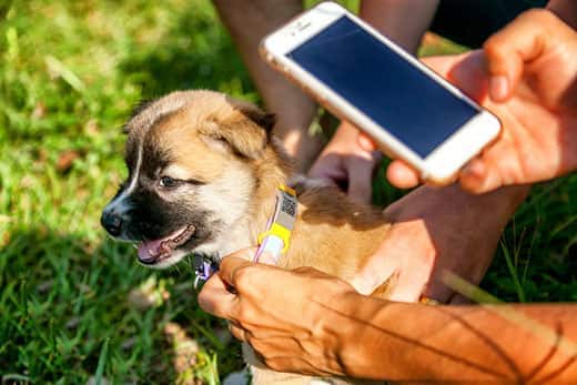 Person scanning a QR code on the back of a puppy's collar outdoors.