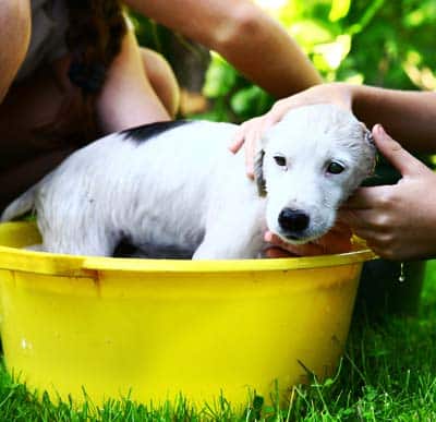 kids wash stray white puppy in yellow basin on the summer garden background White puppy being washed in a yellow tub outside.