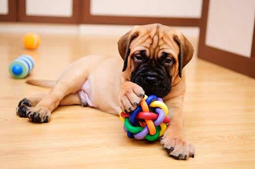Puppy mastiff plays with colorful chew toy while lying on wood floor.