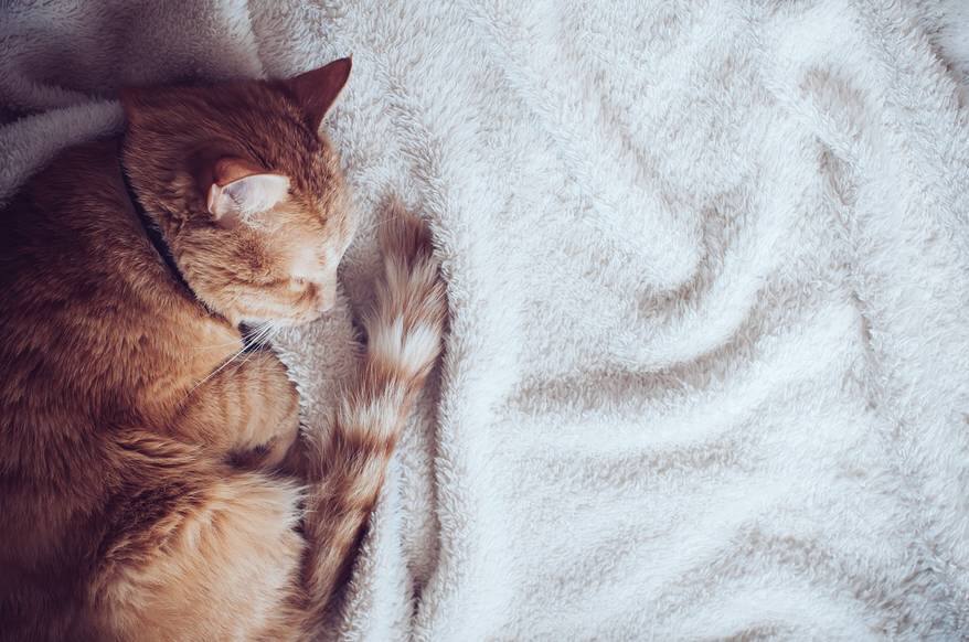 Big red cat sleeping on a soft beige blanket