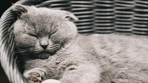 Gray Scottish Fold cat sleeping in a basket.