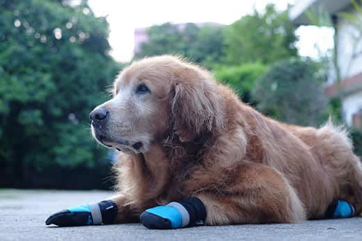 Senior-aged golden retriever lying on pavement wearing blue dog booties.