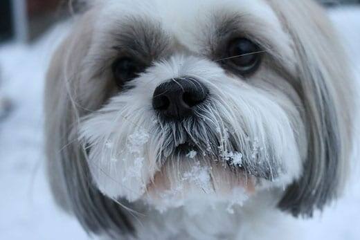 Shih Tzu standing in a snowy scene.