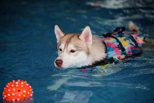 siberian-husky-in-life-vest-swimming-in-pool-SW Siberian husky wearing a life vest swims after an orange ball in pool.