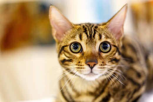 skinny-striped-cat-with-yellow-eyes-SW Skinny striped cat with big yellow eyes.