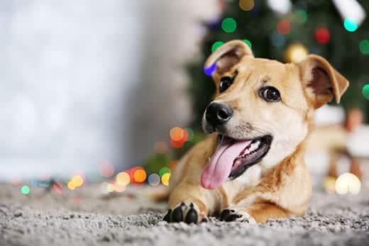 Smiling dog laying on carpet with Christmas tree in background