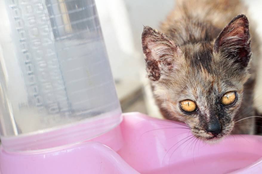 Spotted cat drinking from a pink water bowl