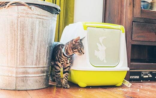 Striped grey tabby standing alongside a plastic covered litter box and garbage bin in a house.
