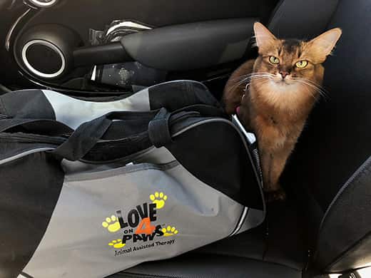 Summer the Therapy Cat sitting next to her bag in the car with all black interior.