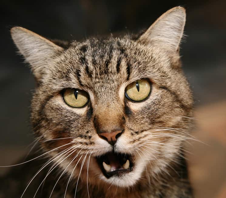 Tabby cat, mouth open in a meow