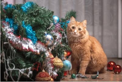 yellow cat next to fallen christmas tree