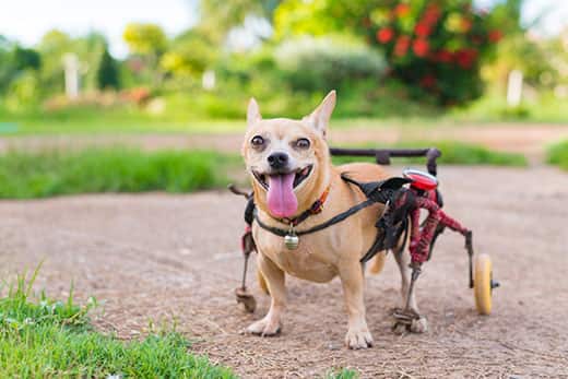 Three-legged Chihuahua with a wheel chair and tongue out while standing outside.