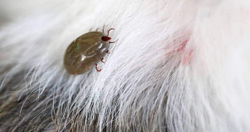 brown tick on white fur of a dog.