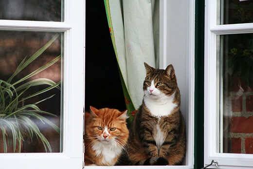 two cats sitting by the window and watches people