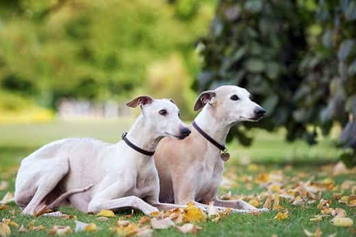 Two cream colored whippet dogs lying down outdoors together next to a tree.