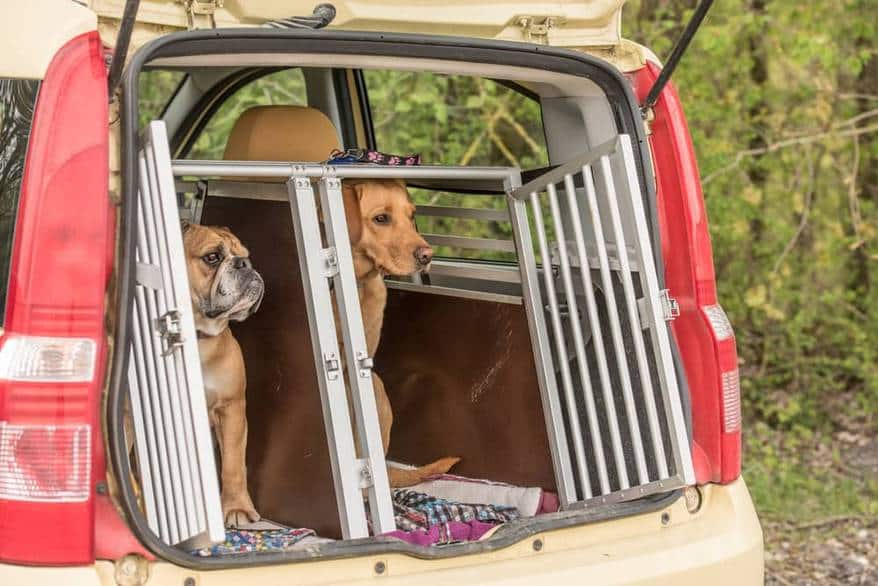 Golden retriever and continental bulldog in the kennel of a car