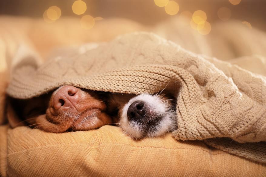 Two dog noses poking out from under a blanket