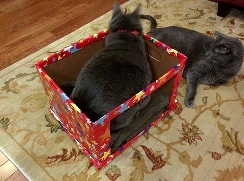 two gray cats in box of cats bed Two gray cats lie around DIY cardboard cat bed covered in red fabric with different colored stars.