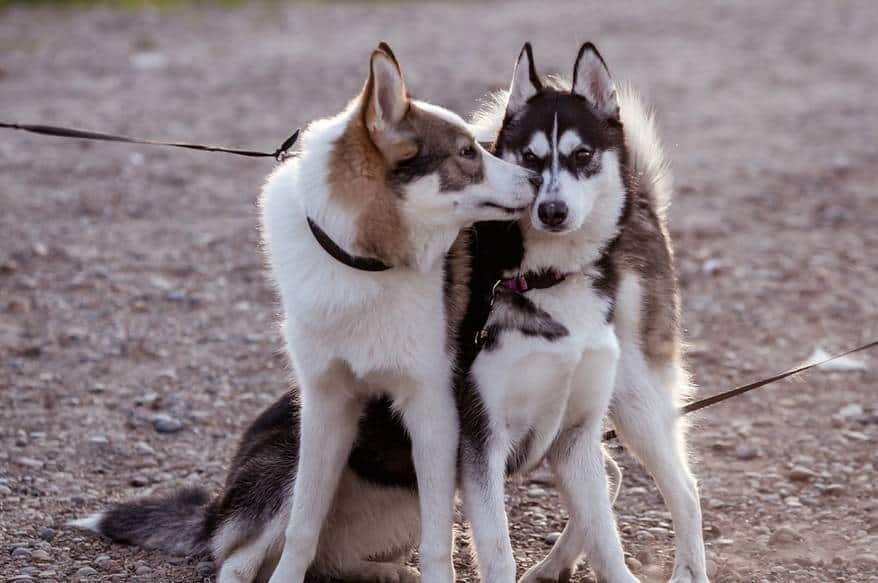 One husky kissing another while sitting outside.