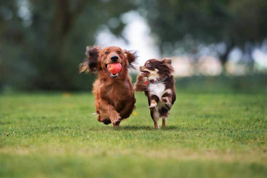 woman-gives-treats-to-two-dogs two dogs running