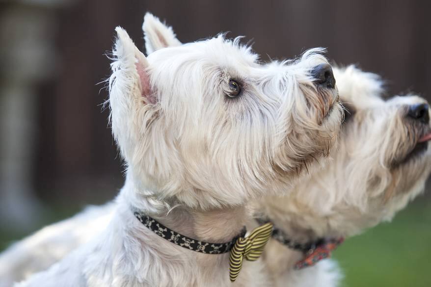 Two West Highland White Terriers looking up outside.