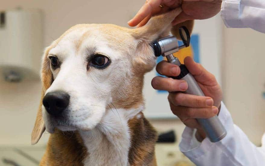 vet-examining-beagle-ear Beagle getting his ear examined by vet