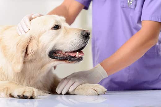 vet-tech-pets-golden-retriever-on-vets-table-SW Veterinary technician pets a golden retriever laying on a vet table.