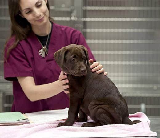 Veterinary technician with a chocolate lab puppy