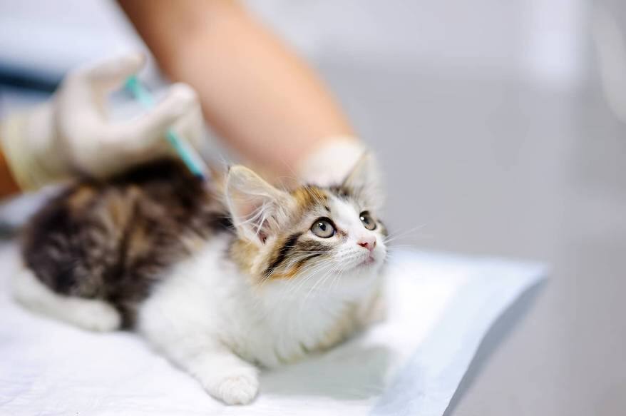 Veterinarian vaccinating kitten