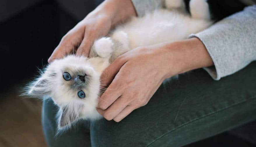 White kitten lying on back in human's lap.