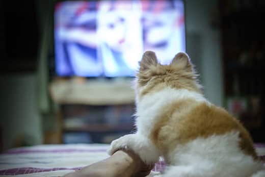 Small white and brown dog stares at tv blurred in background with their paw resting on human