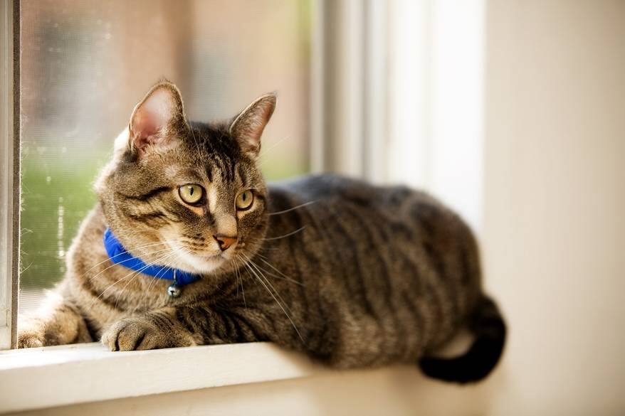 Pet tabby cat laying in a residential window. Shallow depth of field with focus on eyes.