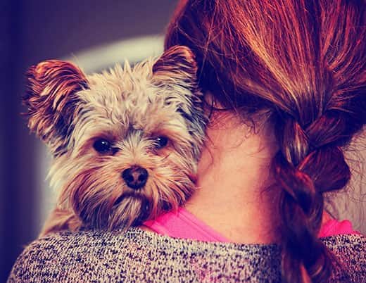 A cute yorkshire terrier peeking from around a woman's shoulder