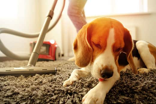 Beagle lays on carpet while woman vacuums.