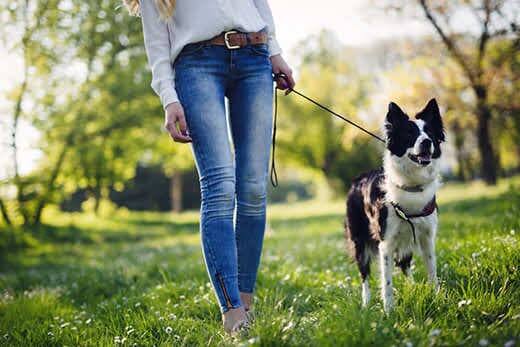 Woman walking border collie in park