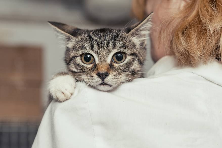 Woman holds a cat over her shoulder as the cat stares straight ahead.
