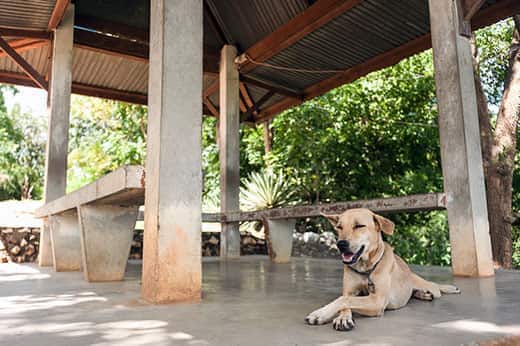 Yellow lab resting in the shade of a shelter house while panting.