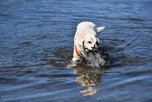 Yellow Labrador in blue lake retrieving sticks from under the water.