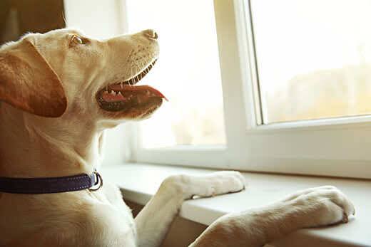 Yellow lab stands with paws on window sill looking out window.