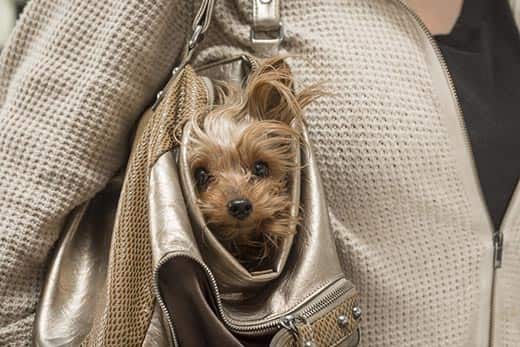 Yorkie pokes head out of a women's tan purse.