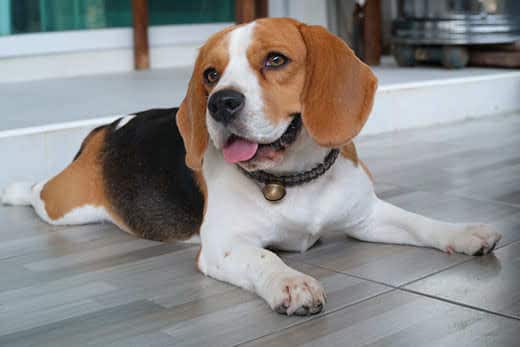young-adult-beagle-smiling-SW Young adult beagle smiling with tongue out lying on kitchen floor