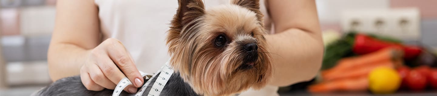 Obese small dog being measured with a tape