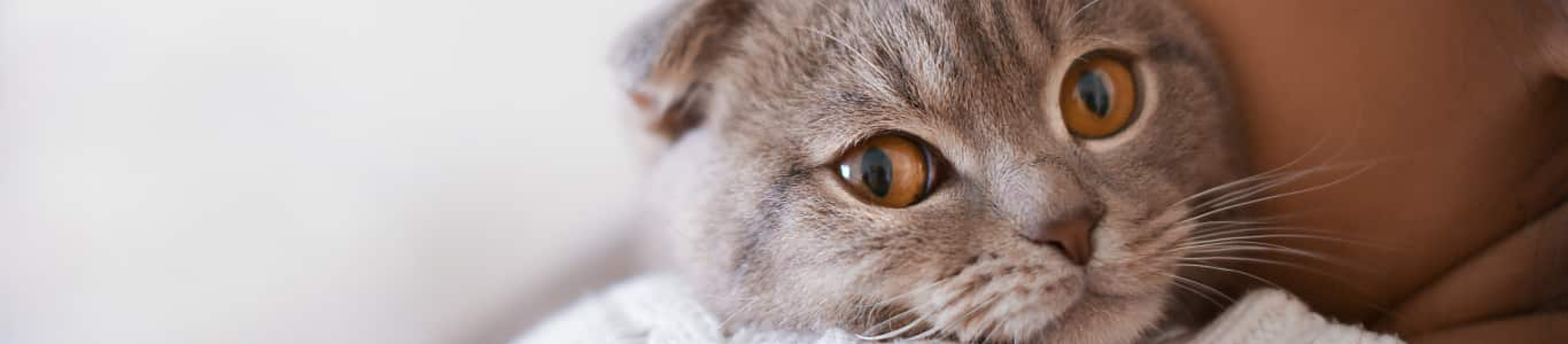 Cat being held over womans shoulder