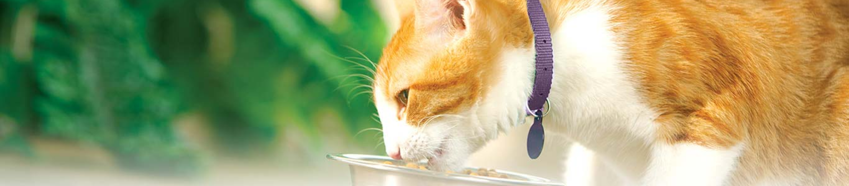 Cat eating food out of bowl