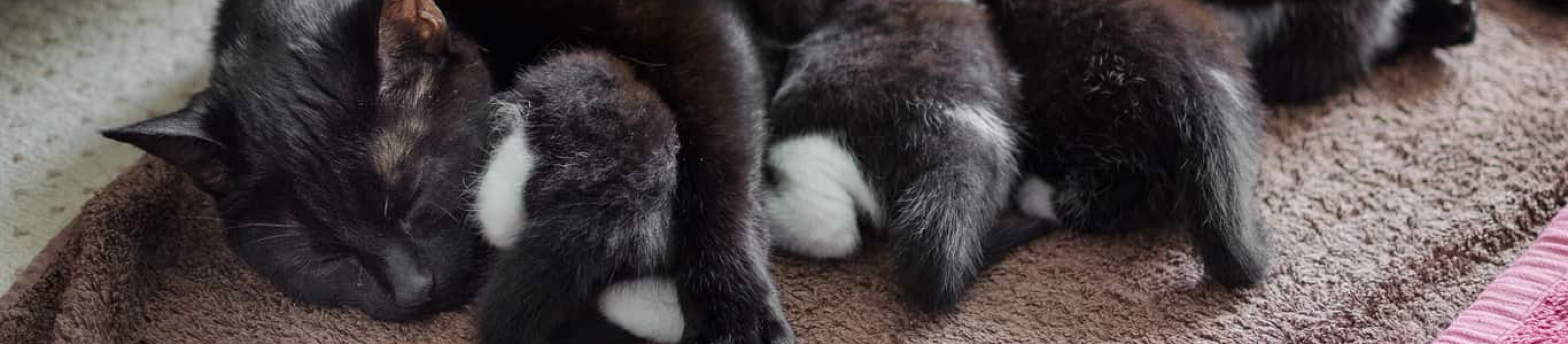 Mother cat nursing kittens