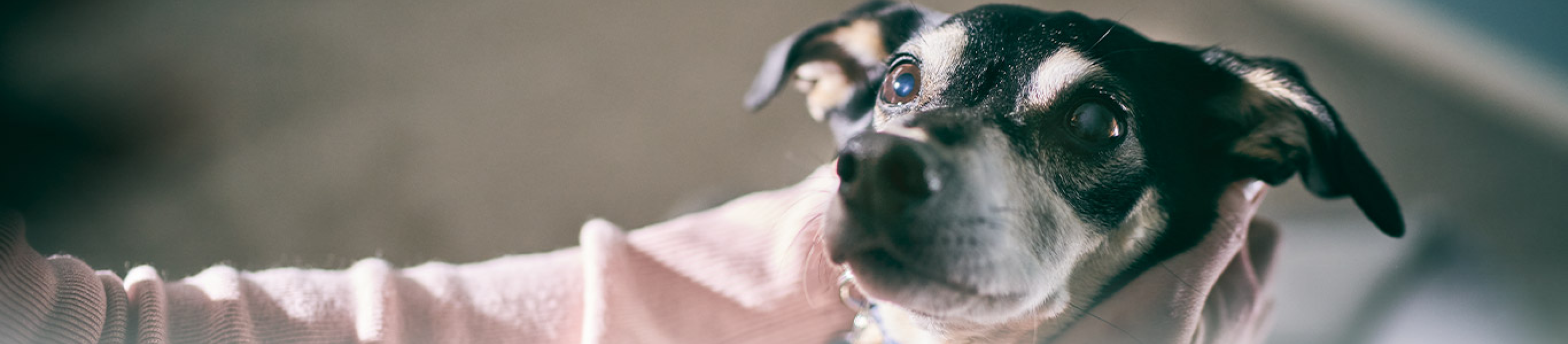Dog face being held by owner